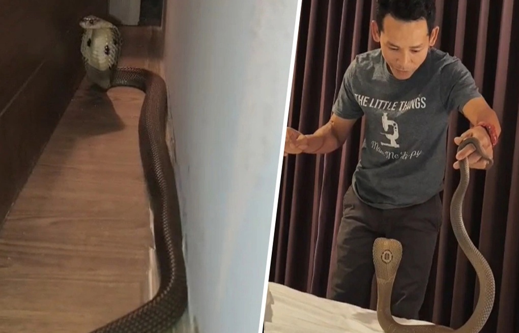 Đang ngủ, cặp đôi phát hiện hổ mang dài nửa mét trong khách sạn ở Thái Lan - 1