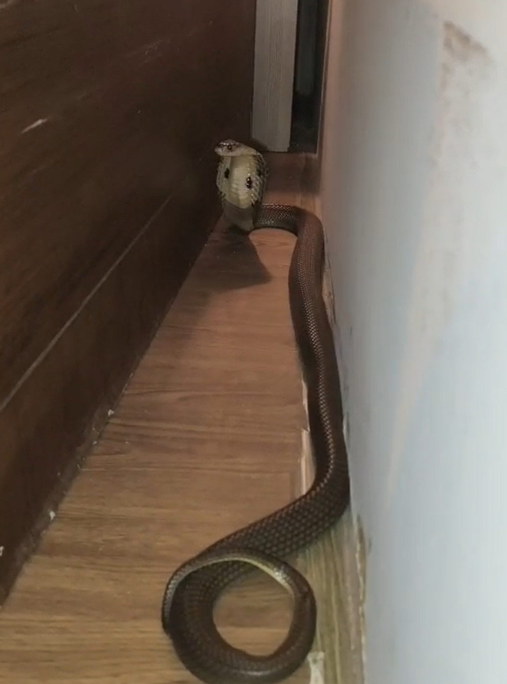 Đang ngủ, cặp đôi phát hiện hổ mang dài nửa mét trong khách sạn ở Thái Lan - 2