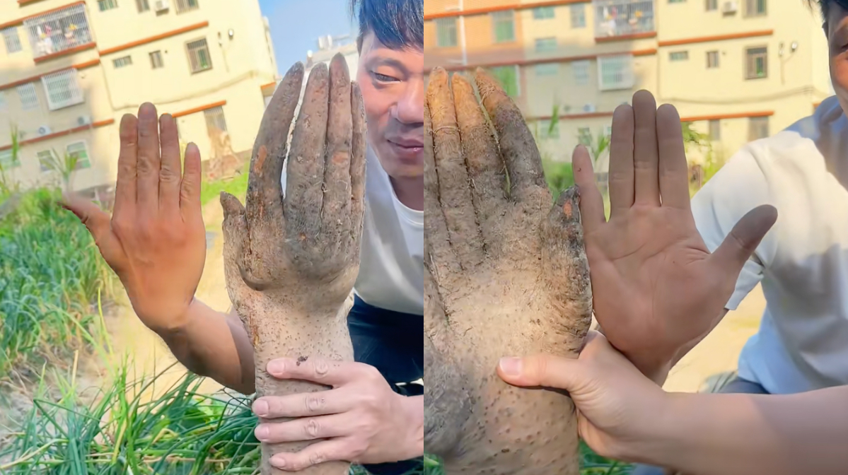 Đào được nguyên 