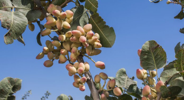 Đắt hơn sầu riêng, Việt Nam bất ngờ thu về hơn 100 triệu USD từ loại quả không tự trồng được, đã tiêu thụ khắp thế giới trong 8.000 năm qua- Ảnh 1. Đắt hơn sầu riêng, Việt Nam bất ngờ thu về hơn 100 triệu USD từ loại quả không tự trồng được, đã tiêu thụ khắp thế giới trong 8.000 năm qua- Ảnh 1.