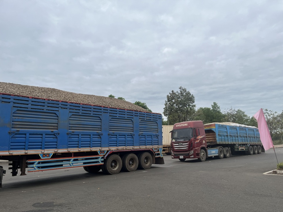 Dấu ấn Việt Nam phía sau sự phát triển thần kỳ của ngành điều Campuchia - 1