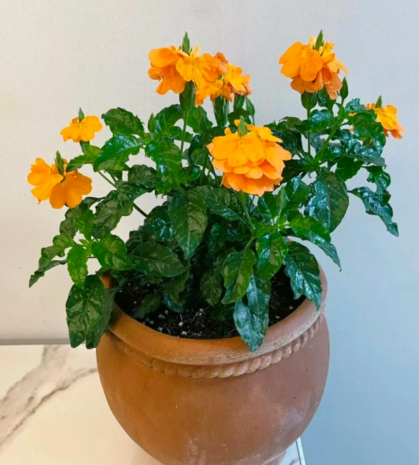 5 loài hoa nở 200 ngày mỗi năm, không biết mệt là gì: Đẹp hơn hoa hồng, thơm hơn mộc hương, chăm cực dễ- Ảnh 1.