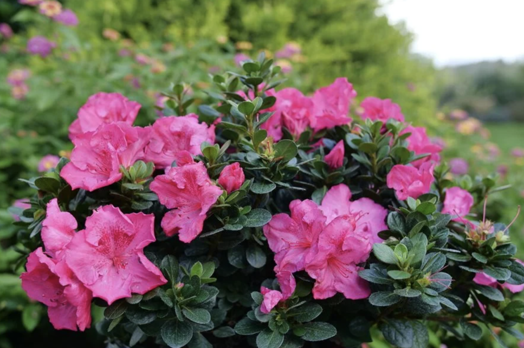 Loại cây nên trồng ngay bây giờ: Đẹp thanh lịch, ấn tượng 