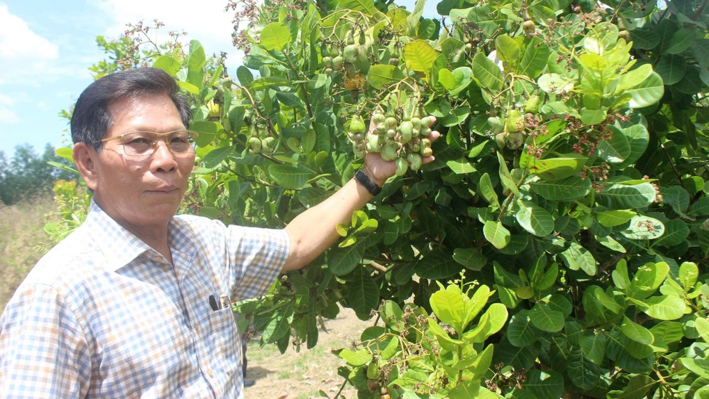 Điều mất mùa vì thời tiết, nông dân hối hả tìm giống mới cứu vãn - 1