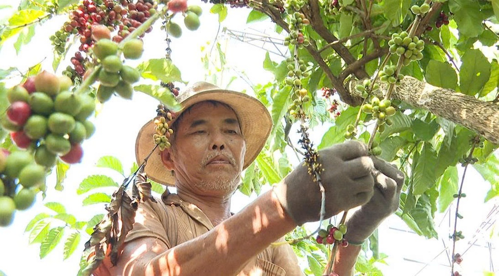 Doanh nghiệp nông sản gấp rút chạy đua trước thềm Lệnh 280 của Trung Quốc - 1