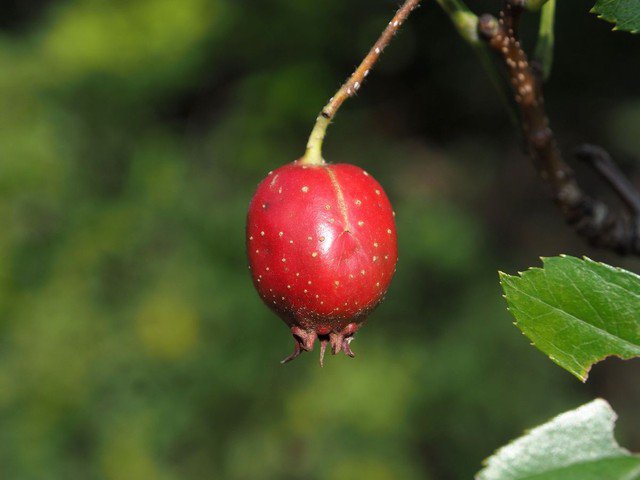 Đột quỵ rất sợ loại nước giá rẻ này: Uống mỗi ngày còn giúp hạ huyết áp, phòng chống ung thư 1 Đột quỵ rất 'sợ' loại nước giá rẻ này: Uống mỗi ngày còn giúp hạ huyết áp, phòng chống ung thư - 1