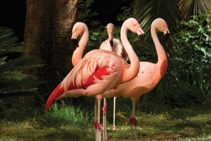 Hồng hạc được nuôi tại Flamingo Hotel and Casino. Ảnh: Flamingo Hotel and Casino