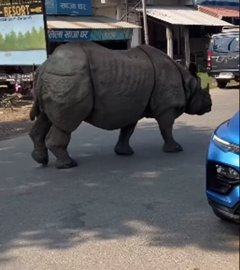 Con thú gần 3 tấn lao tới giữa ban ngày: Du khách lập tức 'đứng hình' suýt không kịp phản ứng- Ảnh 1. Con thú gần 3 tấn lao tới giữa ban ngày: Du khách lập tức 'đứng hình' suýt không kịp phản ứng- Ảnh 1.