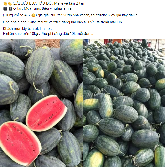 Dưa hấu, xoài vào mùa, giá rẻ bất ngờ- Ảnh 9.