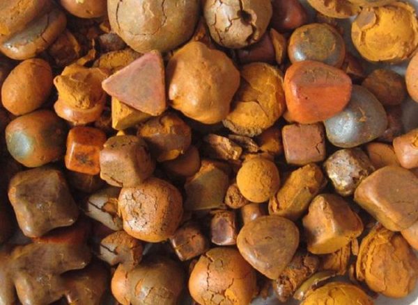 Thứ có trong nội tạng bò đắt hơn vàng: Dược liệu hiếm đắt đỏ bậc nhất thế giới, giá gần 7 tỷ đồng/kg- Ảnh 1. Thứ có trong nội tạng bò đắt hơn vàng: Dược liệu hiếm đắt đỏ bậc nhất thế giới, giá gần 7 tỷ đồng/kg- Ảnh 1.