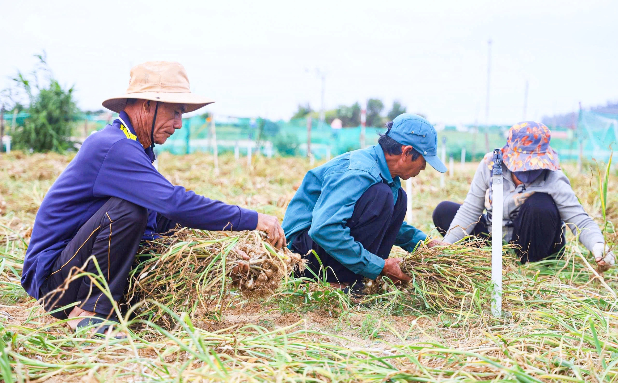 Được mùa tỏi Lý Sơn - Quảng Ngãi nhưng nông dân 'thua giá'- Ảnh 1.