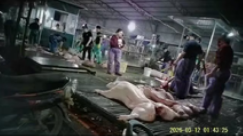 Phá đường dây giết mổ, tiêu thụ 3.600 con heo bệnh, khởi tố 8 bị can - Ảnh 2.