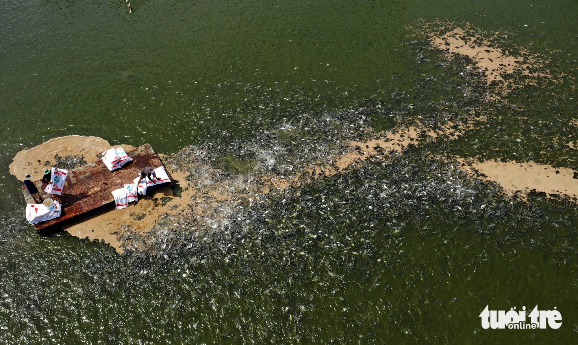 Giá cá tra tăng, người nuôi phấn khởi nhưng lo 'nút thắt' con giống - Ảnh 1.
