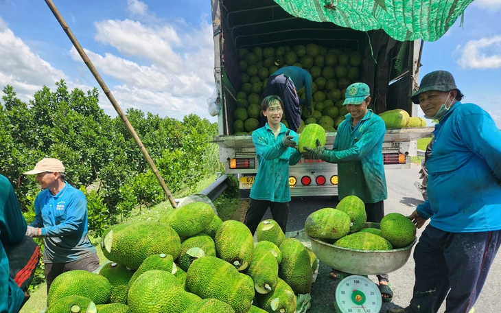 Giá mít Thái "chạm đáy", nhà vườn miền Tây xoay xở đủ đường để gỡ gạc - Ảnh 4.