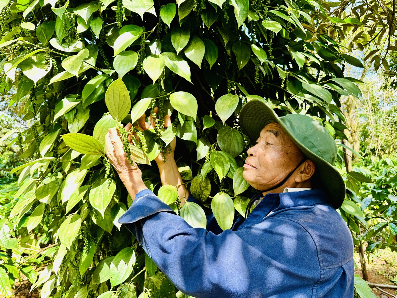 Giá tiêu giảm sâu, có kéo dài? 1 Giá tiêu giảm sâu, có kéo dài? - Ảnh 1.