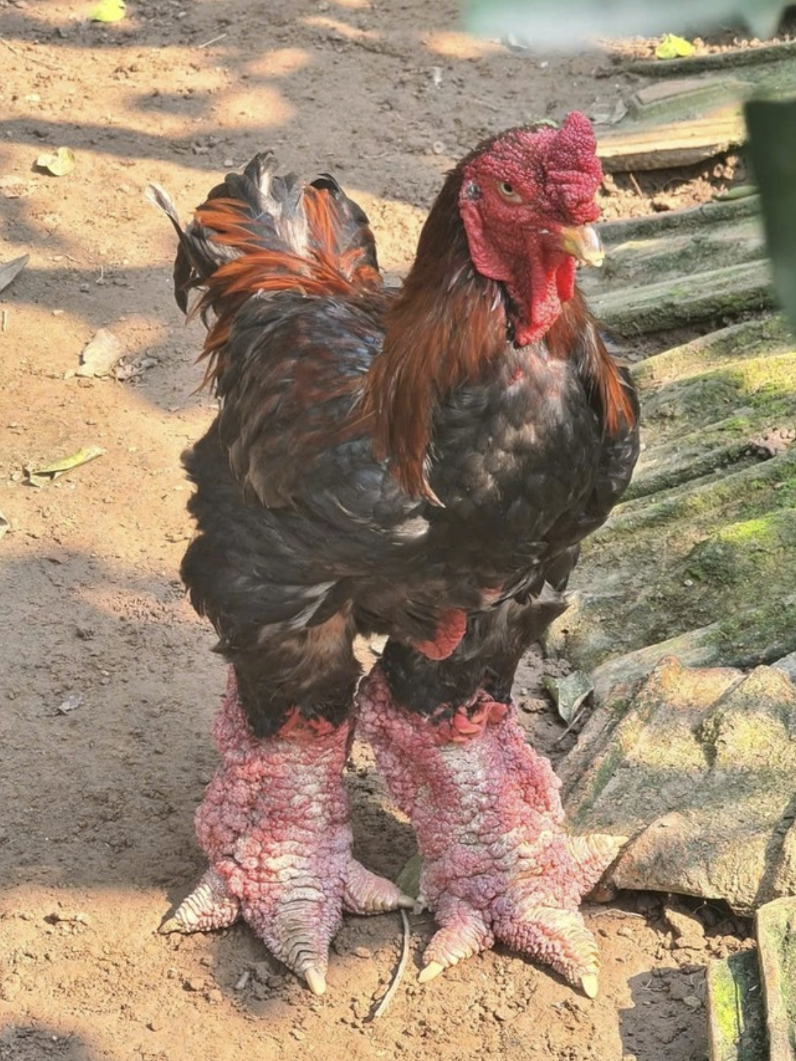 Giống gà tiến vua mang đôi chân vảy rồng ở Hưng Yên, nay giá 50 triệu đồng giới nhà giàu vẫn xếp hàng chờ mua- Ảnh 1.