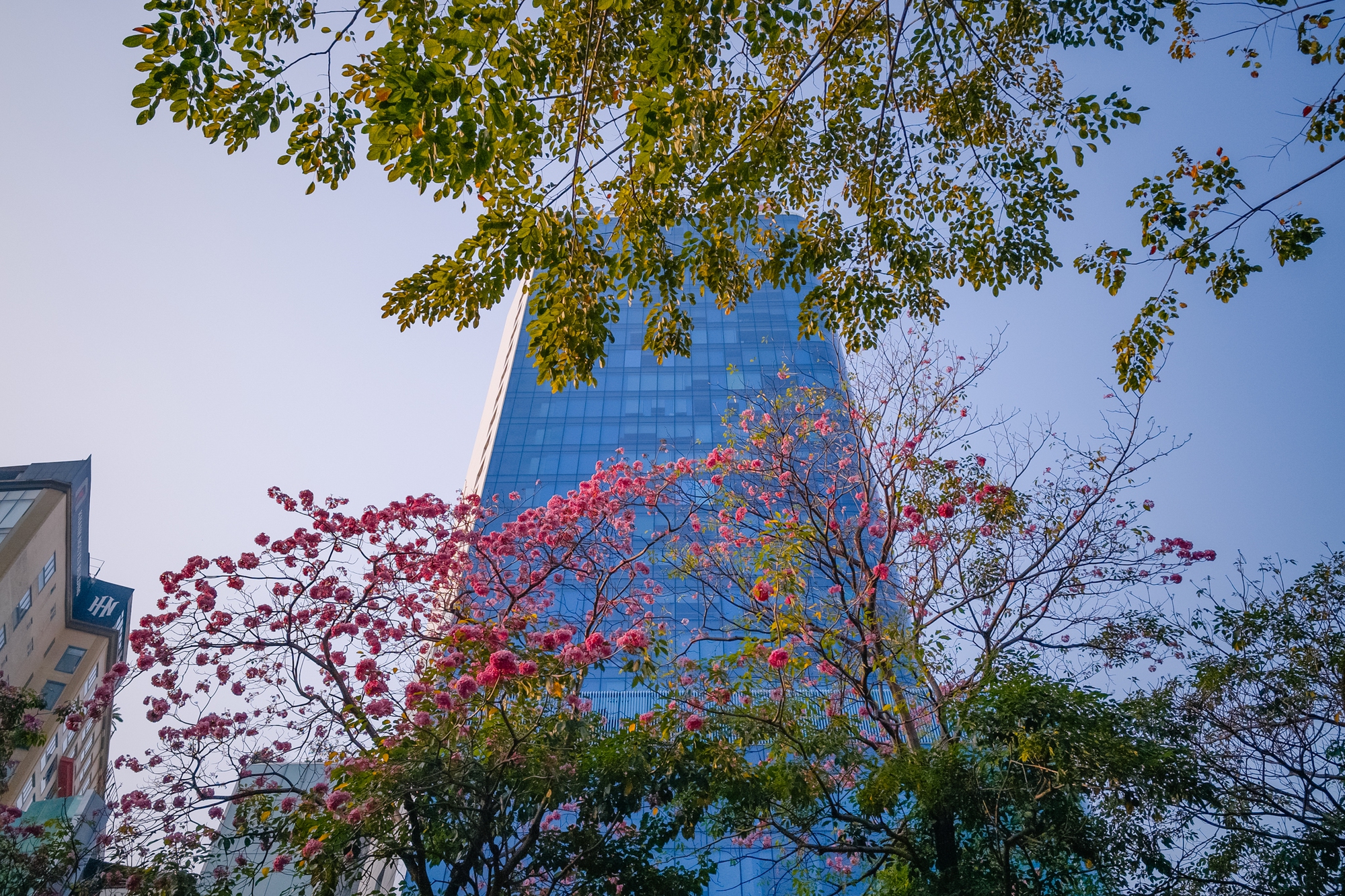 Giữa cái nắng gắt ở TP.HCM, dân tình đồng loạt đi chậm lại ngắm hàng kèn hồng hiếm hoi trong năm- Ảnh 1.