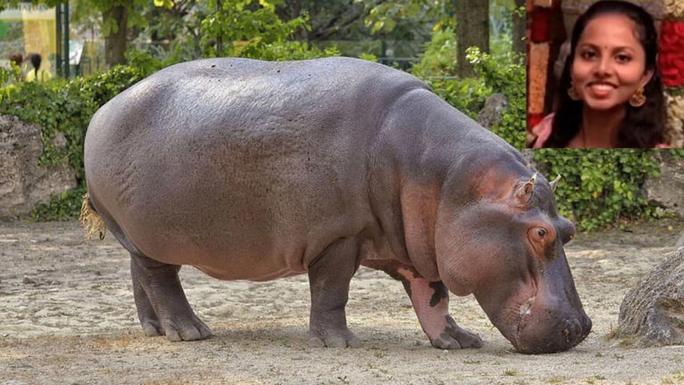 Hà mã đang mang thai trong vườn thú tấn công dữ dội nữ bác sỹ đến chết - 1