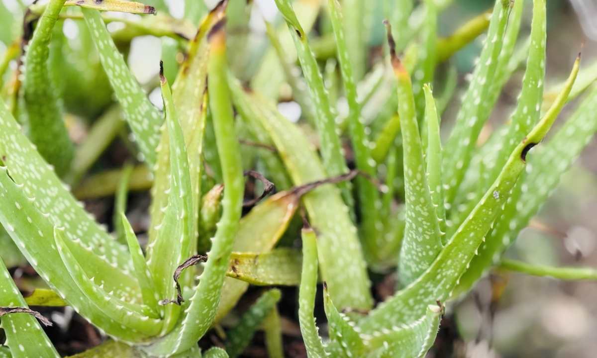 Hai loại thảo dược hỗ trợ giảm acid uric tự nhiên 1 Hai loai thao duoc ho tro giam acid uric tu