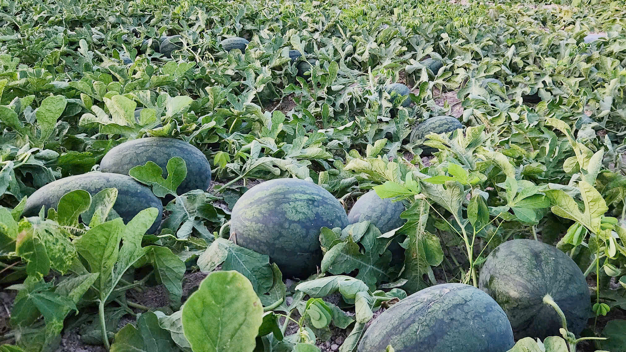 Hàng ngàn tấn dưa hấu 'ế' trên đồng, Gia Lai kêu gọi hỗ trợ tiêu thụ 1 Giải cứu dưa hấu Gia Lai: Hàng ngàn ha chờ đầu ra - Ảnh 1.