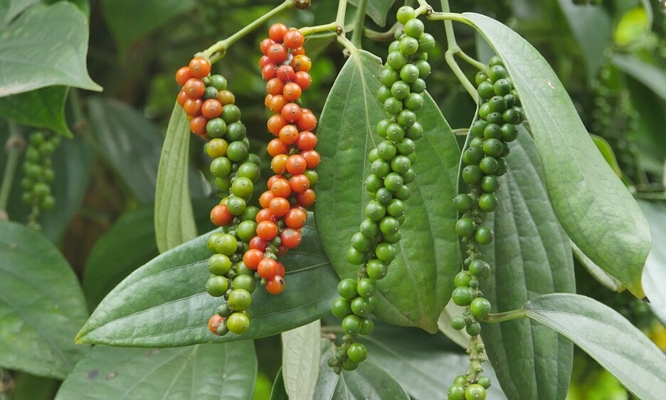 Hat tieu Viet doc chiem thi truong Thai Lan