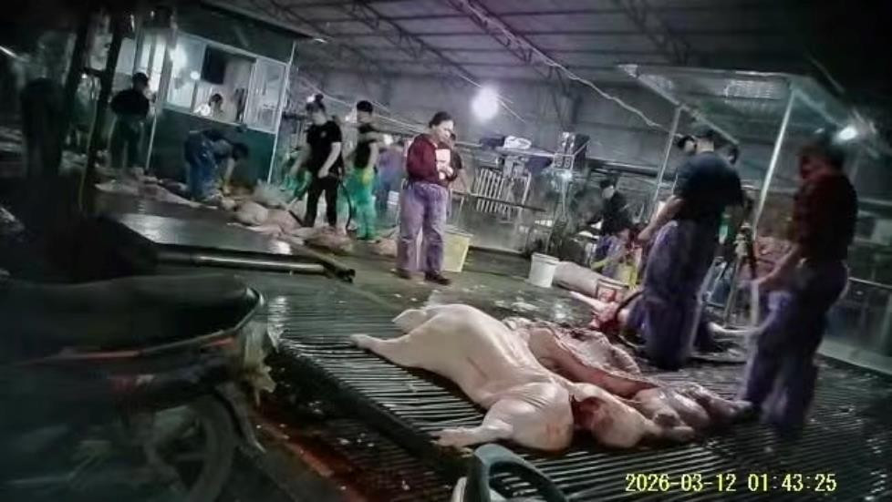 Vụ hơn 300 tấn lợn bệnh tại Hà Nội: Hệ thống kiểm dịch tê liệt từ bên trong- Ảnh 1.