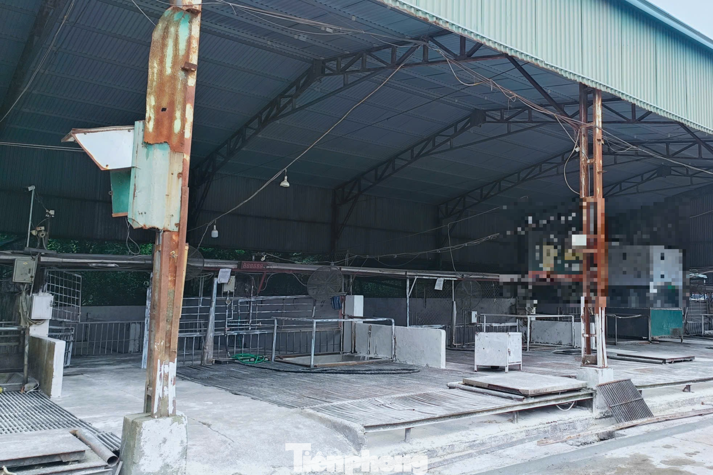 Vụ hơn 300 tấn lợn bệnh tại Hà Nội: Hệ thống kiểm dịch tê liệt từ bên trong- Ảnh 3.