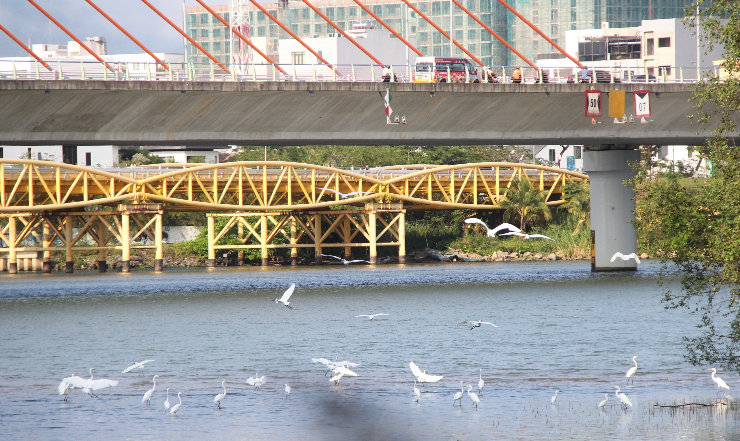 Ngắm đàn cò về kiếm ăn bên sông Hàn, giữa trung tâm Đà Nẵng - Ảnh 1.