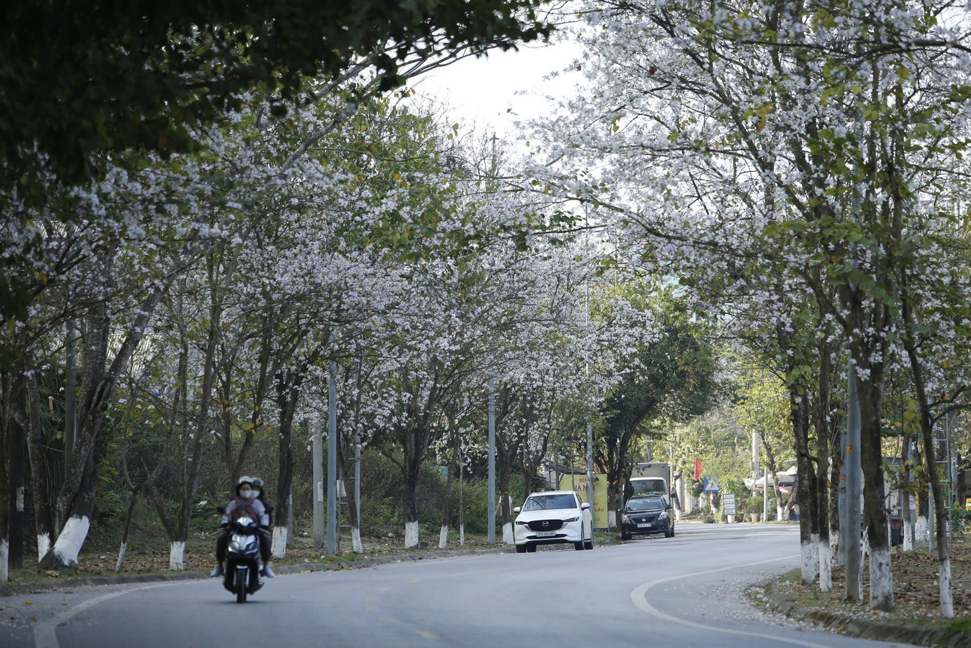 Hoa ban bung nở ngập tràn Điện Biên- Ảnh 1.