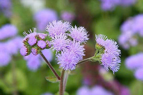 Trong y học cổ truyền, hoa cứt lợn được sử dụng như một vị thuốc hỗ trợ điều trị các bệnh đường hô hấp, trong đó có viêm xoang