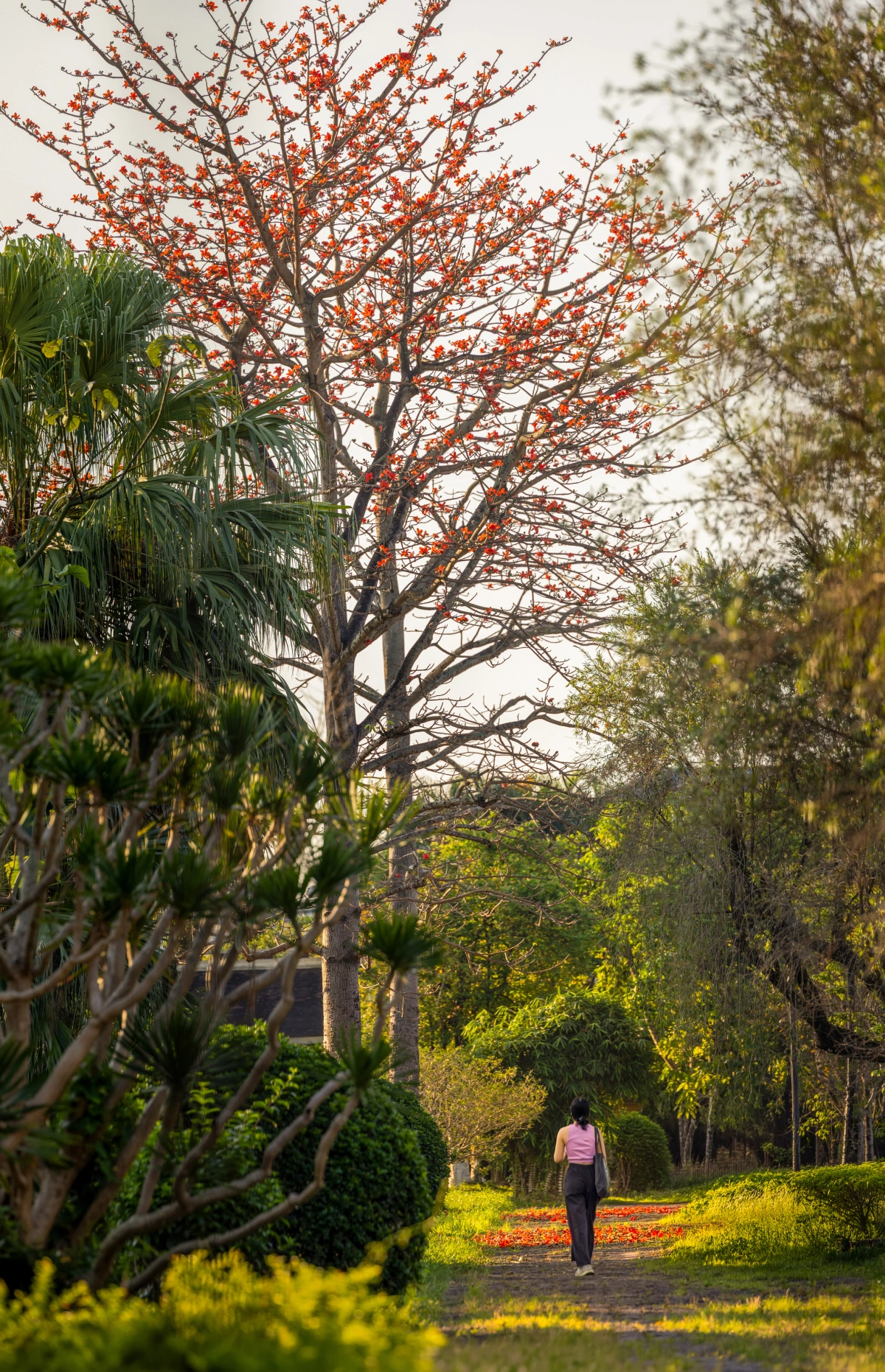 Hoa gạo nở đỏ rực khắp Kinh thành Huế - 4