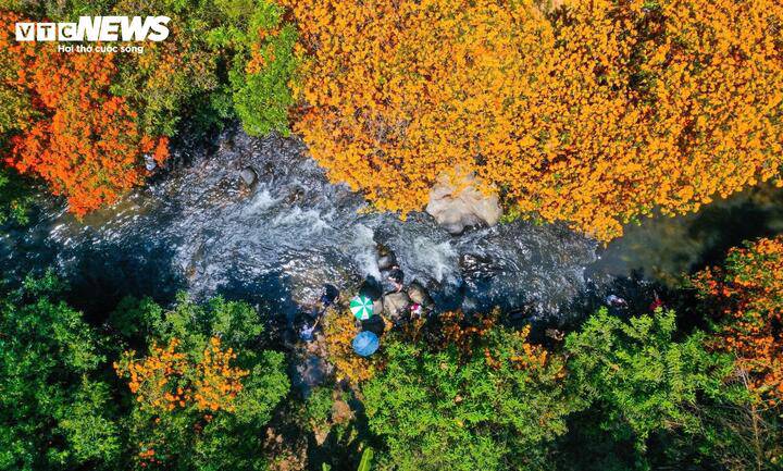 Hoa trang rừng nở rộ - nàng thơ của đại ngàn Gia Lai thức giấc 1 Tháng 3, vùng suối Tà Má (xã Vĩnh Thịnh, tỉnh Gia Lai) khoác lên mình một tấm áo mới - sắc cam đỏ của hoa trang rừng.