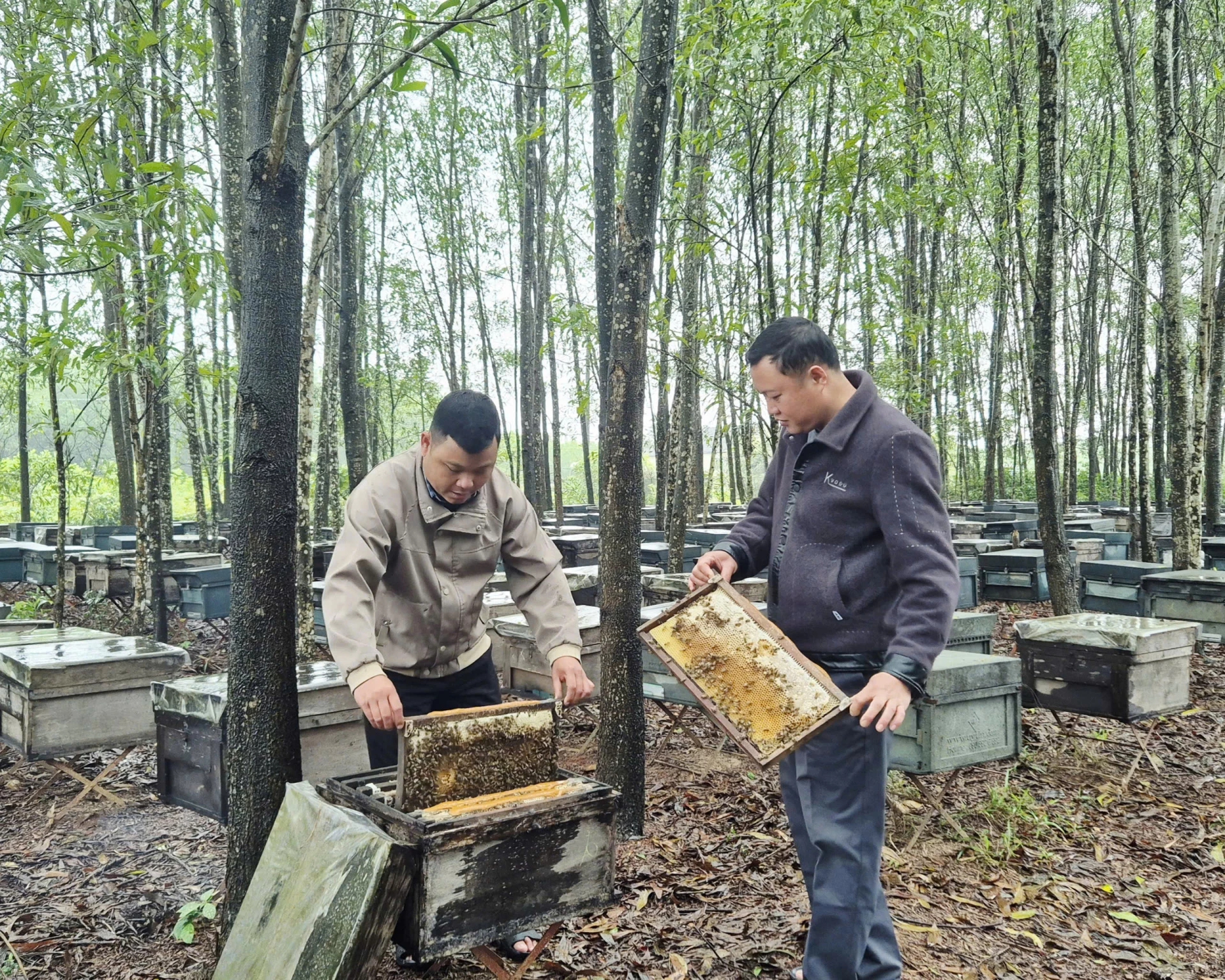 Ít ai ngờ sản vật quen thuộc của nông dân Việt lại xuất khẩu sang Mỹ, châu Âu với doanh thu gần 20 tỷ/năm- Ảnh 1.