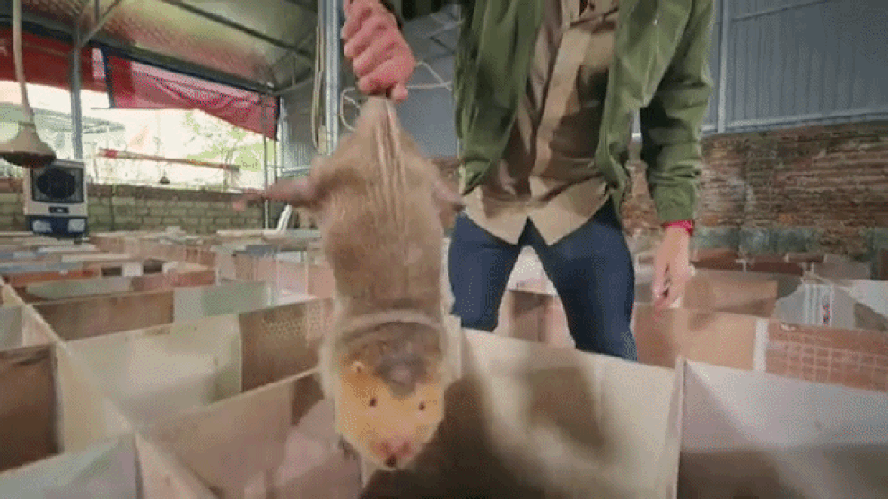 Khách Tây thử món thịt chuột khổng lồ ở Hà Nội, giá hơn 2 triệu đồng/kg - 1