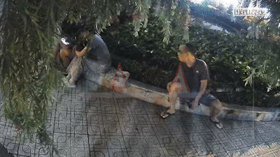 Trailer điều tra: Vạch trần các nhóm trộm ở công viên TP.HCM và làng đại học