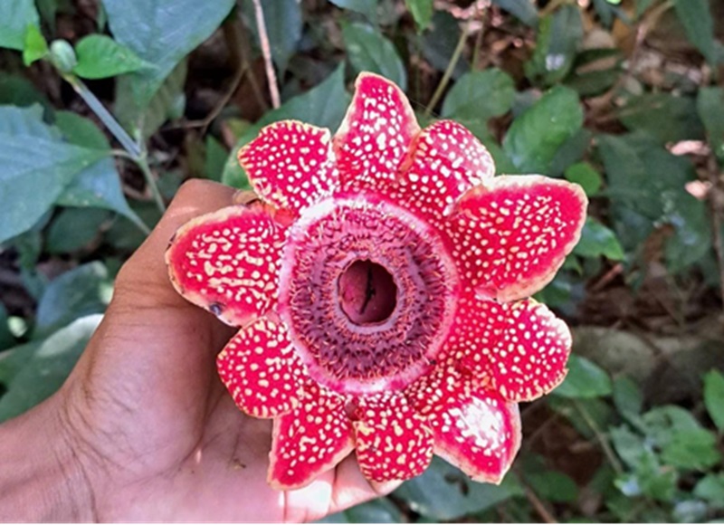 “Kho báu” cực hiếm bất ngờ hiện diện trong Vườn Quốc gia Phong Nha - Kẻ Bàng- Ảnh 1.