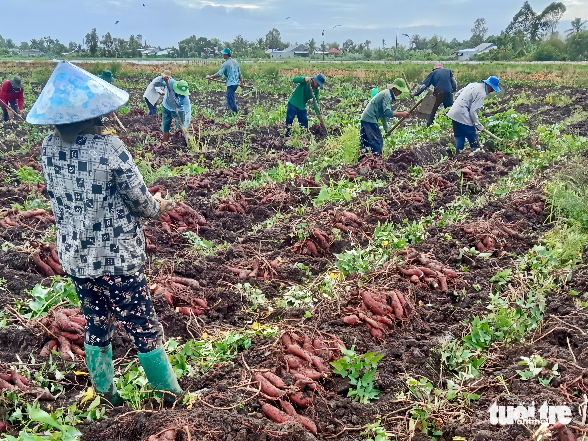 Khoai lang tăng 3.000-4.000 đồng/kg, nông dân An Giang thu lợi nhuận trăm triệu 1 Khoai lang tăng 3.000-4.000 đồng/kg, nông dân An Giang thu lợi nhuận trăm triệu - Ảnh 1.