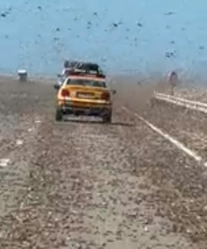 Khoảnh khắc như tận thế khi lái xe qua đàn châu chấu ở Sahara 1 Khoảnh khắc châu chấu bao trùm toàn bộ tuyến đường. Ảnh: Cắt từ video