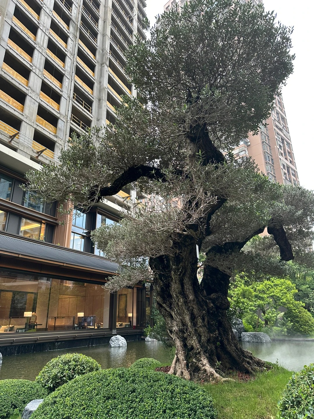 Giới nhà giàu đang mê mệt loại cây này: Không chỉ đẹp mà còn hút lộc, giá nhỉnh... sương sương vài tỷ đồng!- Ảnh 2.