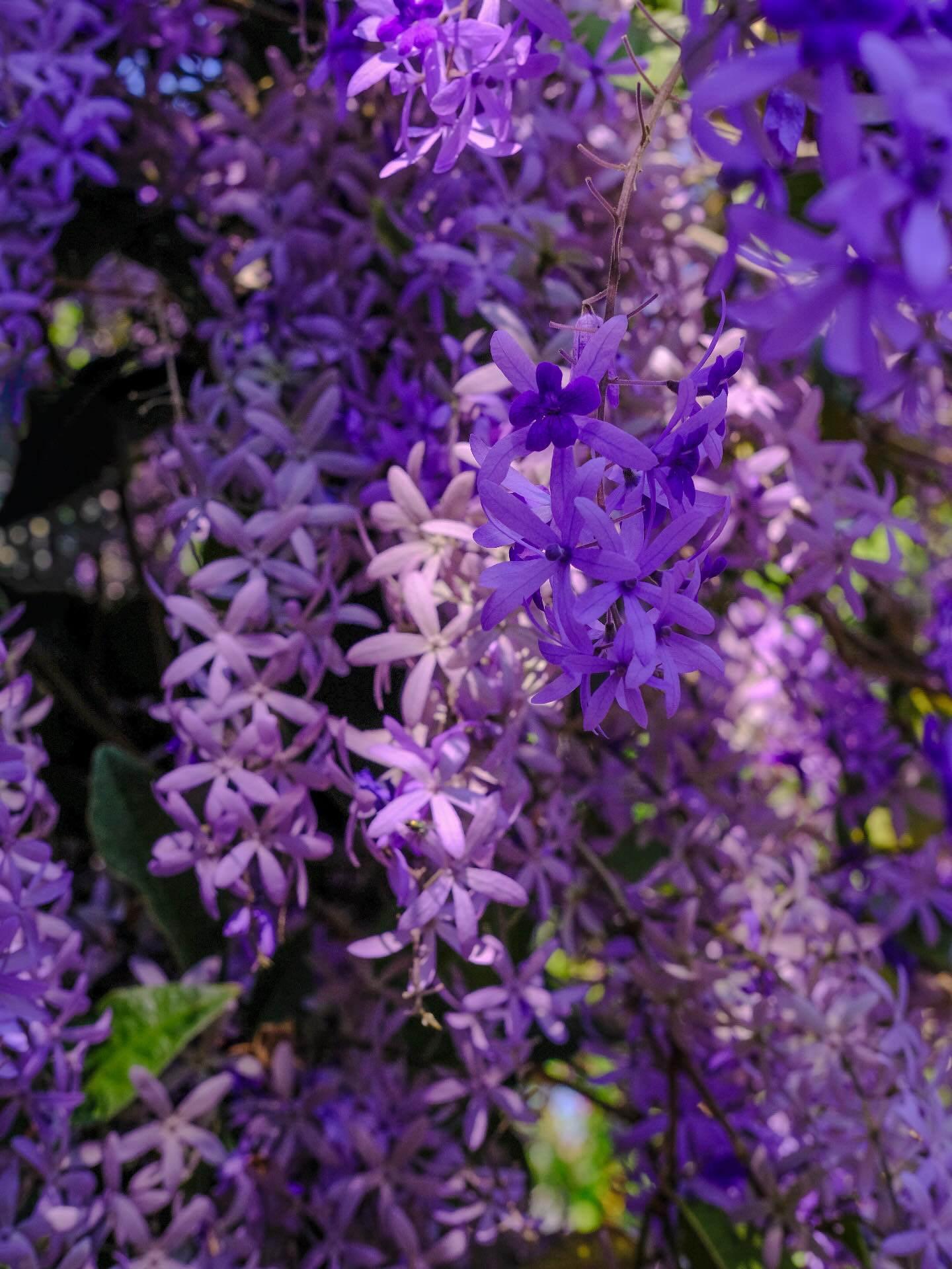 Không phải hoa sưa, cũng chẳng phải hoa ban trắng, tọa độ check in hoa mai xanh Thái đang được dân tình mê đắm- Ảnh 2.