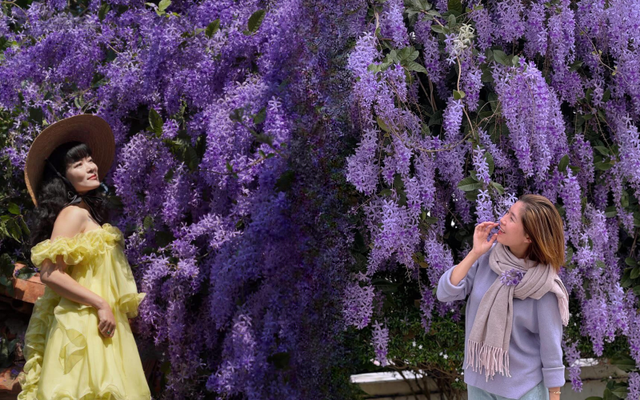 Không phải hoa sưa, cũng chẳng phải hoa ban trắng, tọa độ check in hoa mai xanh Thái đang được dân tình mê đắm- Ảnh 1.