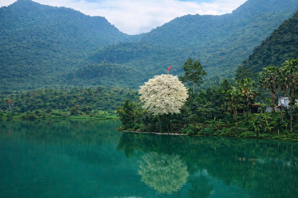 Khung cảnh cây sưa trắng muốt với lá cờ Tổ quốc tung bay bất ngờ gây sốt - 1