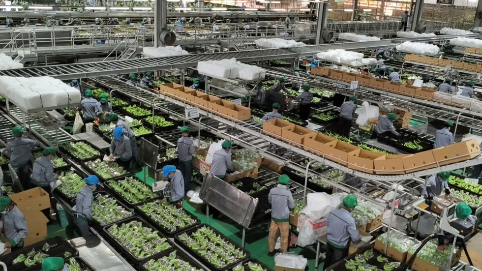 Kỷ nguyên mới của nông nghiệp Việt: Xuất khẩu công nghệ và di sản - 1