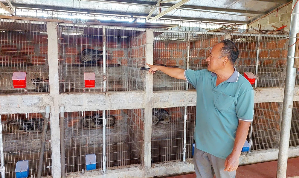 Từ vài cặp giống ban đầu, ông Nguyên đã xây dựng cho mình trang trại hơn 300 con chồn hương. Ảnh: LK. Dac-san-ca-phe-chon-Gia-Lai-8.jpg