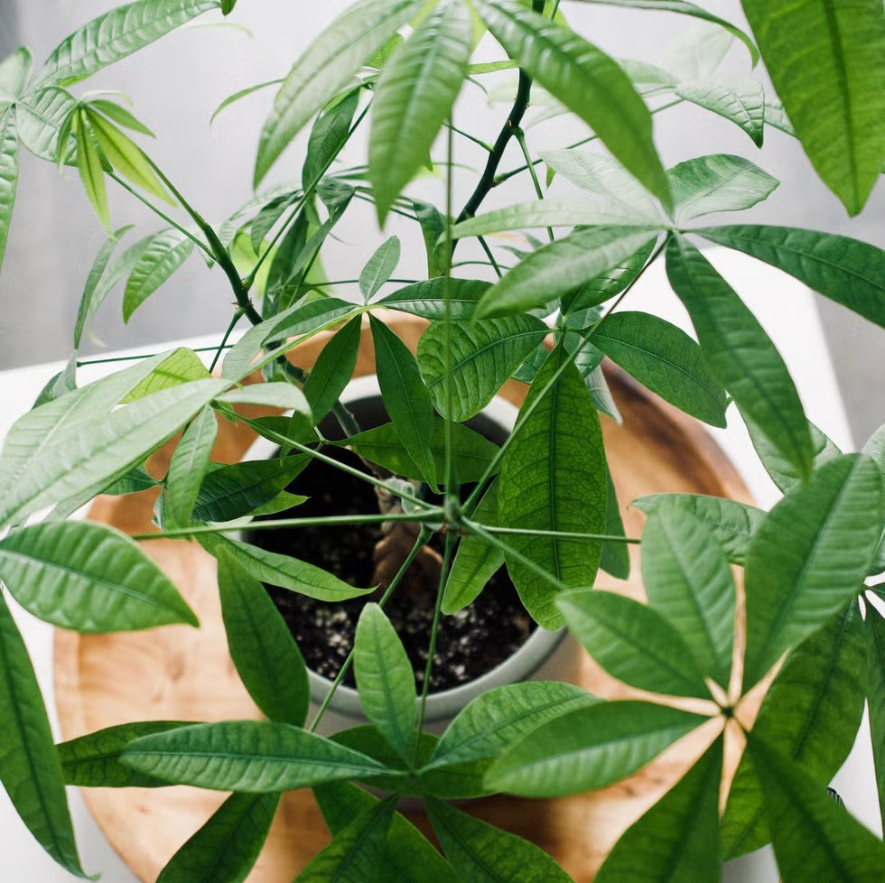 Loài cây trồng phòng khách xanh mướt quanh năm, hễ nở hoa còn là 