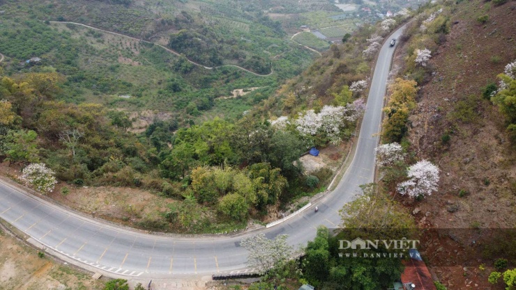 Hoa ban nở trắng triền đồi, tạo nên bức tranh thiên nhiên thơ mộng giữa núi rừng Sơn La mỗi độ tháng Ba. Ảnh: Văn Ngọc