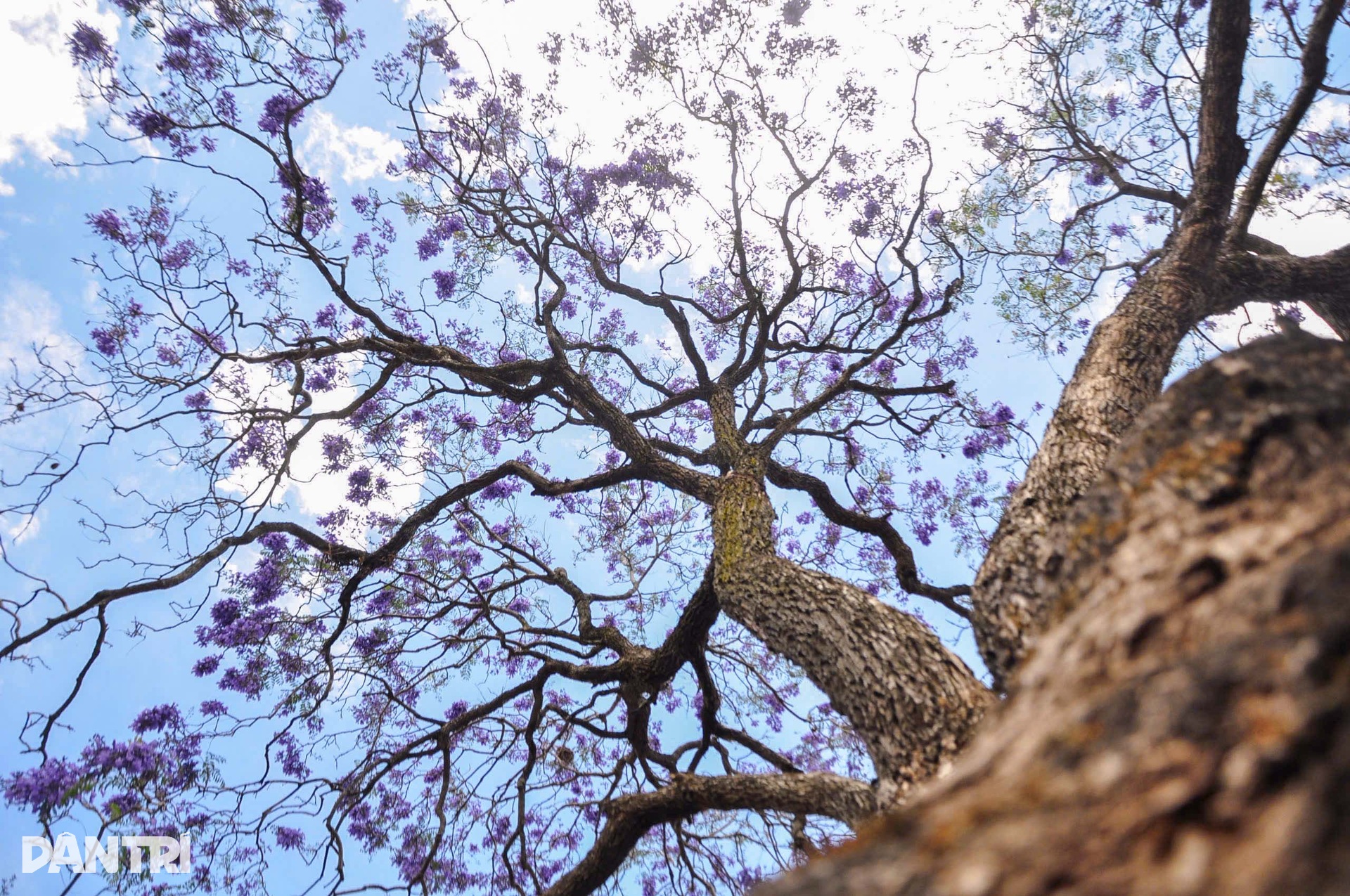 Loài hoa lạ “nhuộm tím” Đà Lạt khiến du khách mê mẩn - 1