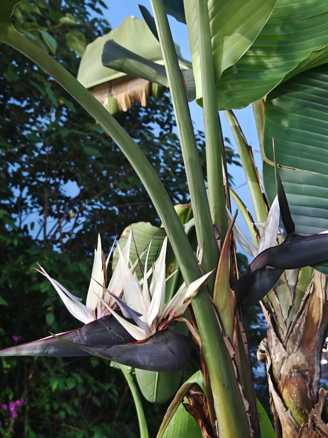 Thấy cành Bạch hạc 