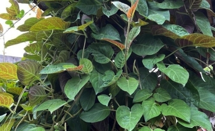 Loại lá mọc dại khắp nơi, được xem là bảo bối cho hệ tiêu hóa 1 Lá mơ từ lâu đã quen thuộc trong bữa ăn của người Việt như một loại rau thơm ăn kèm.