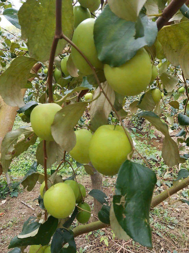 Loại quả “tốt nhất thế giới” có ở Bắc Ninh, quả to giòn ngọt, làm được nhiều món ngon 1 Táo đại mật được xem là một đặc sản của tỉnh Bắc Ninh